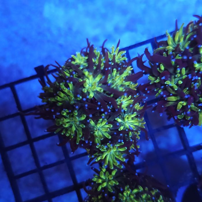 Galaxea fascicularis Bicolor Akwarystyka morska