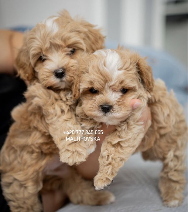 Малыши мальтипу baby face | Maltipoo f1 & f2 | VIDEOCALL