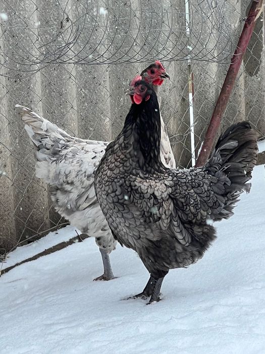 Кури Австралорп голубий/чорний/сплеш