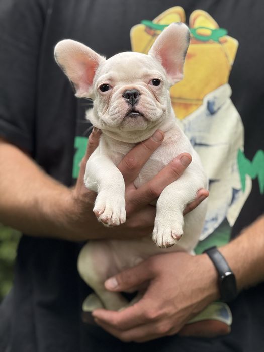 Шикарний білосніжний хлопчик