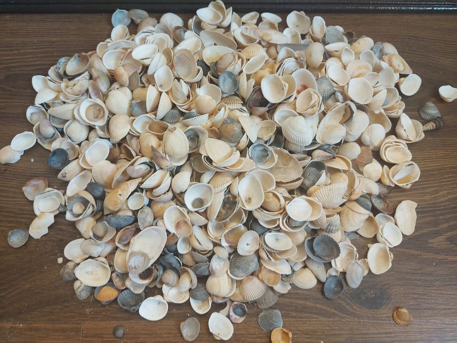 Ракушки гребінець