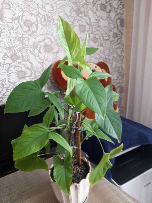 Продам Сингониум ножколистный