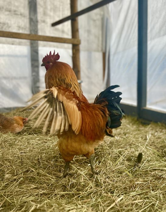 Півні порода Люйкеданьцзі, 2 красунчика віком 9 місяців