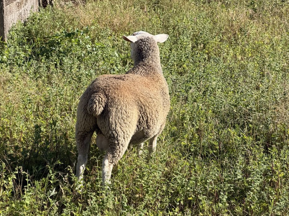 2 borregos de raça inra/romane