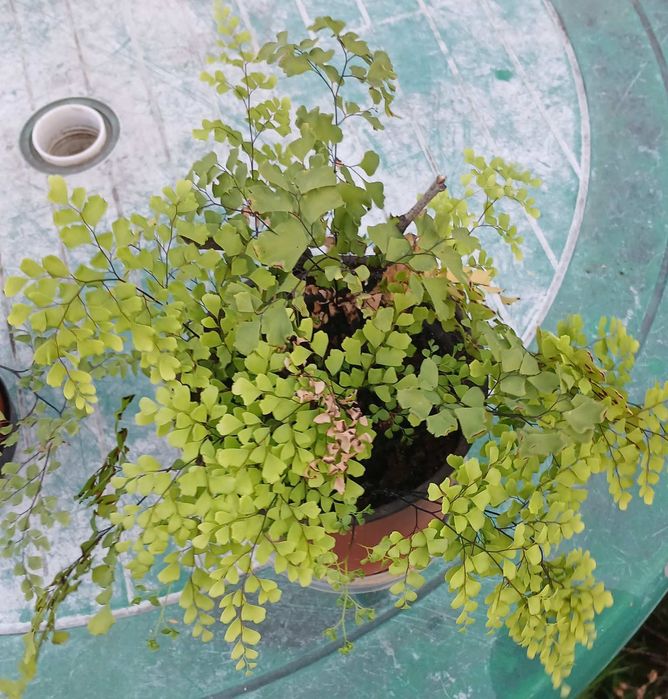 Квітка кімнатна Адіантум