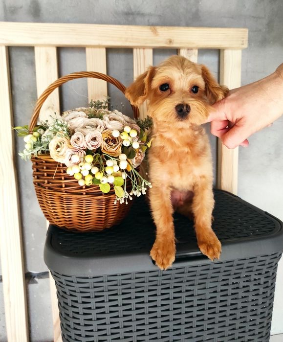 Мальтіпу хлопчик