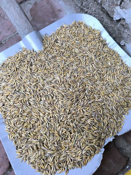 Owies Refleks na paszę opał czyszczony alternatywa pellet