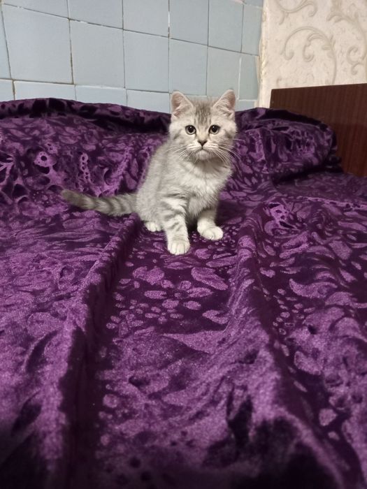 Продаётся кошечка