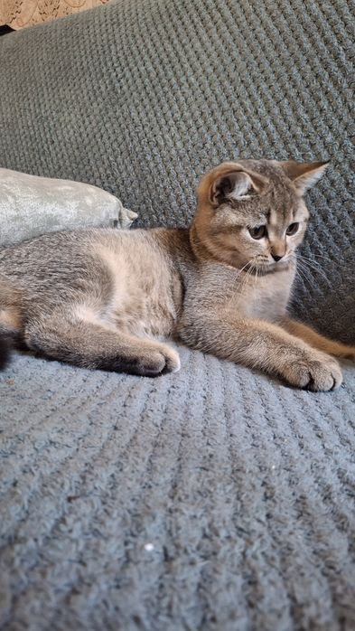 Хлопчик Шотландський тікіруваний