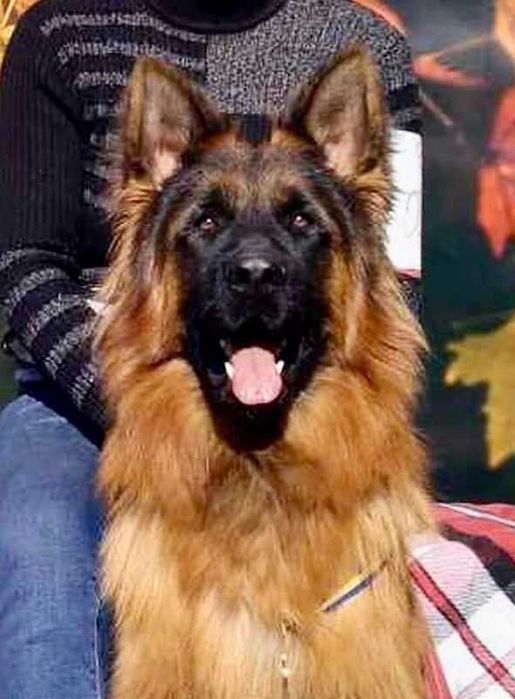 Породные, крупные, длинношерстные щенки - КСУ