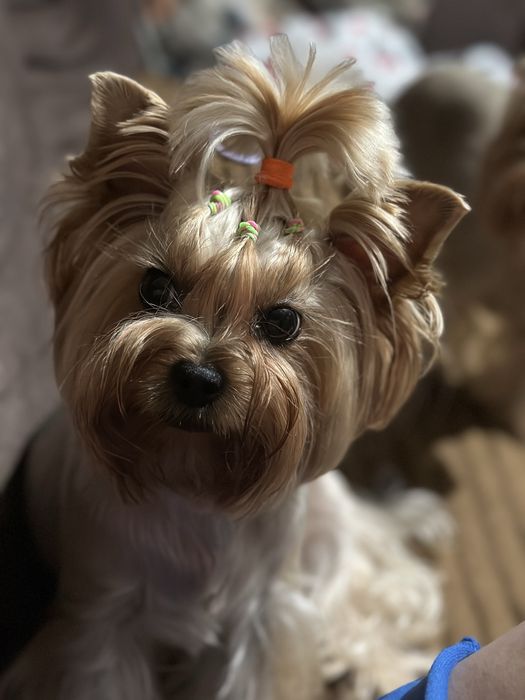 Йоркшерский терьер щенки мальчики