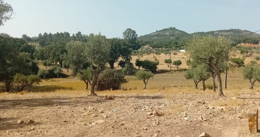 Monte alentejano 7500m2