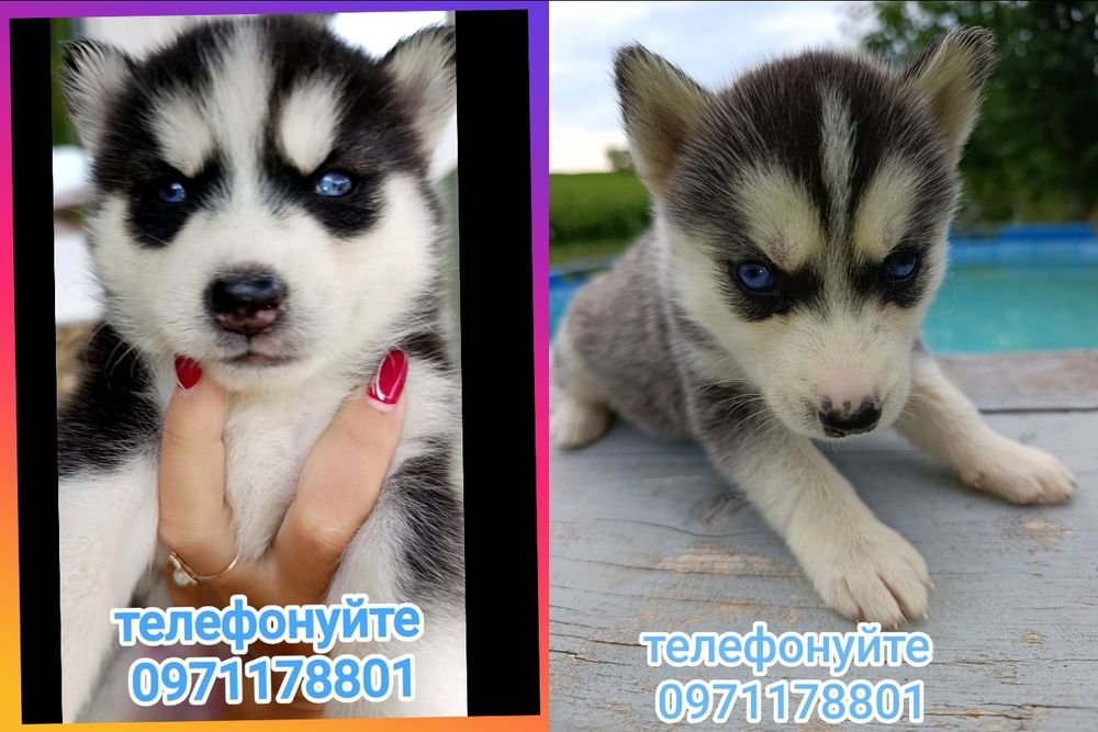 Сибірські хаскі з блакитними очима. Хлопчик і дівчатка.