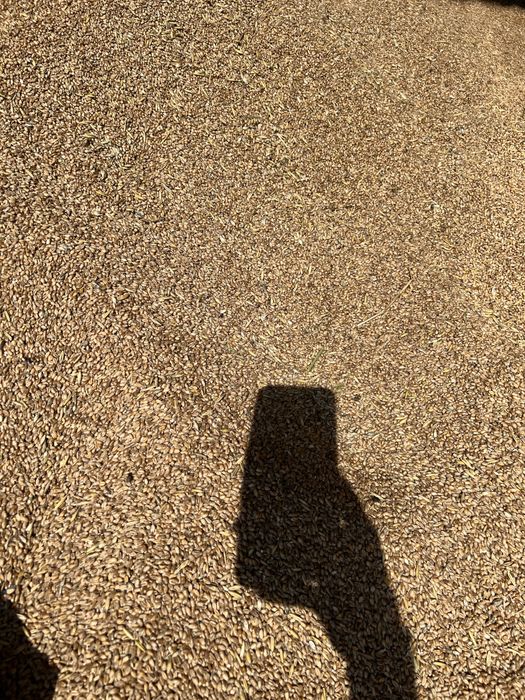 Sprzedam pszenicę ozimą tegoroczna 2025