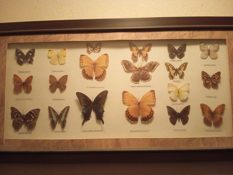 Бабочки в рамке коллекция