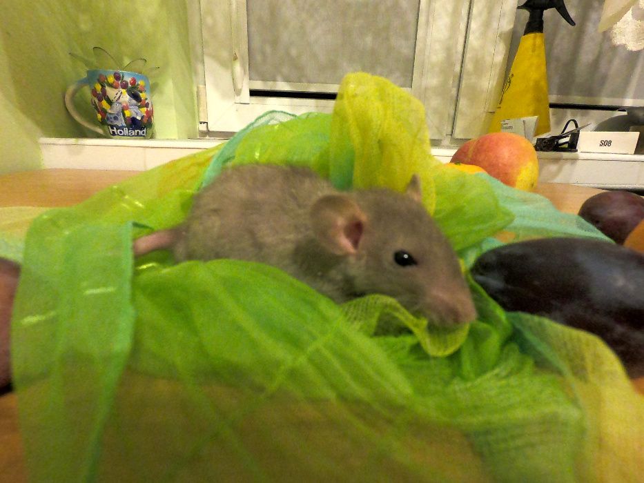 Szczury szczurki REX i DUMBO REX