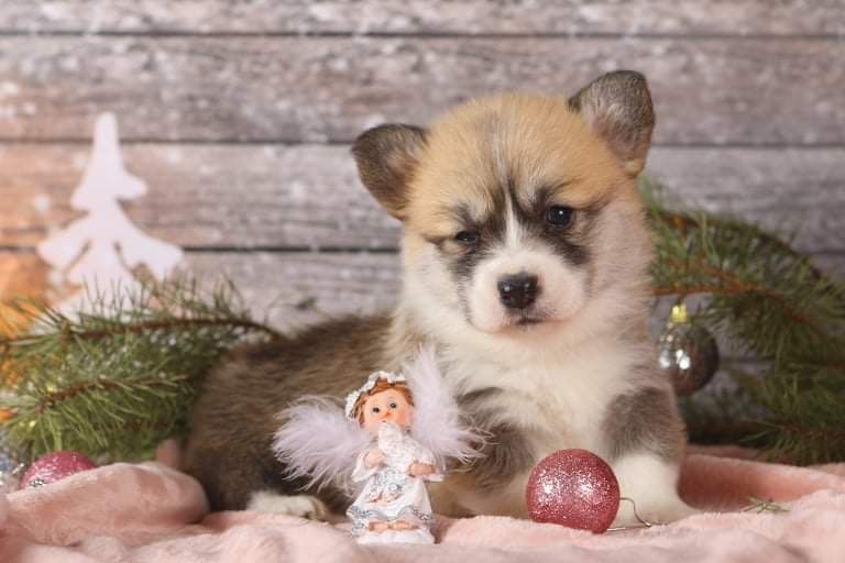 Шикарная девочка корги_Fifi