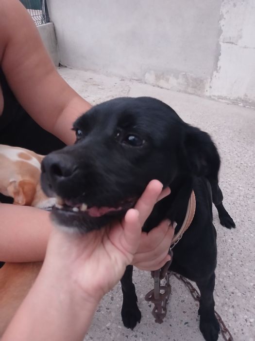 Cadela muito meiga e enérgica para adopção responsável
