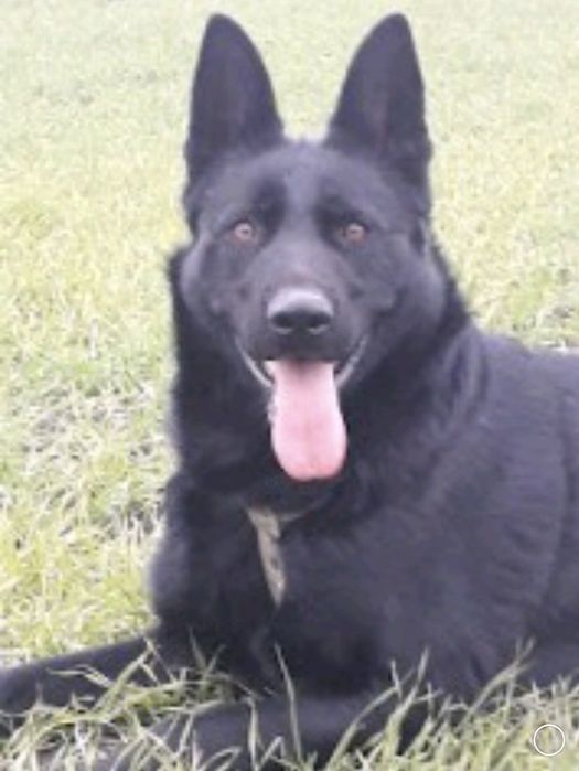 Щенки немецкой овчарки