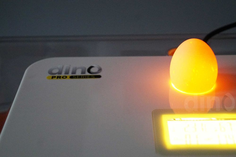 Inkubator WYLĘGARKA automatyczna DINO PRO 56 jaj kaczek gęsi 12V 230V