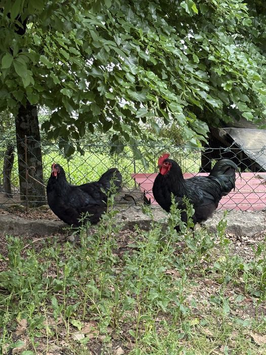 Trio de jersey gigante negro