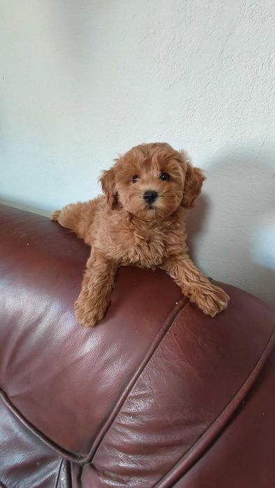 Maltipoo  -  pudel toy & maltańczyk -  przepiękana suczka  - badania genetyczne