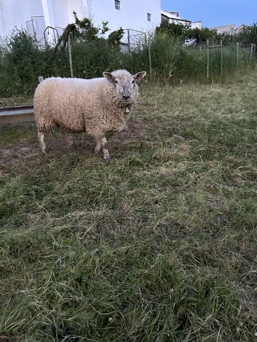 Malata cruzada suffolk x texel