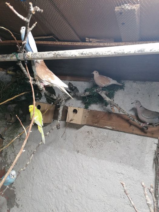 Rolas 'machos para troca por femeas raça a lembradas