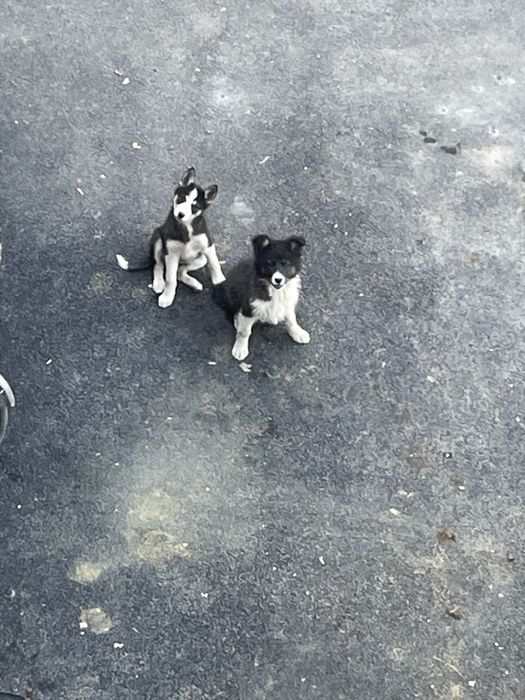 Цуценята 2 місяці