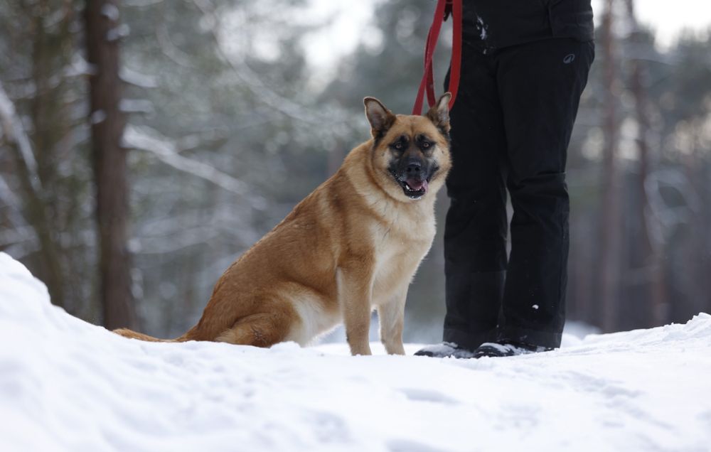 owczarek malinois mix do adopcji