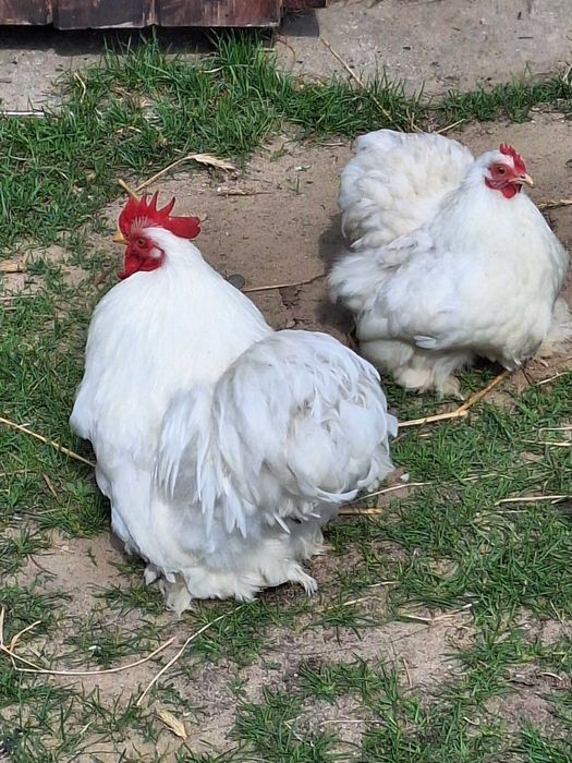 Kochin karzełek biały, kochiny