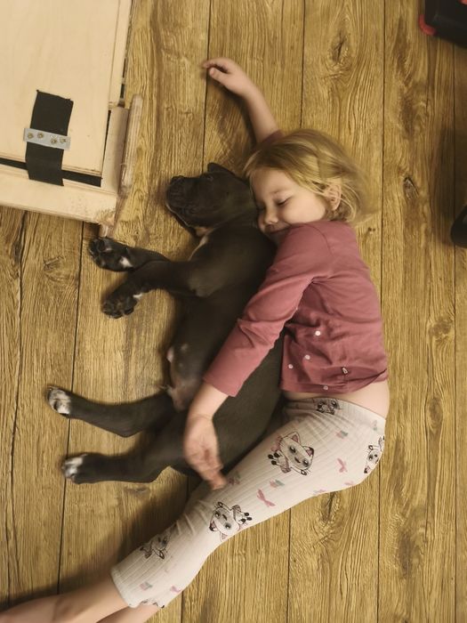 Cane Corso Zapowiedź miotu