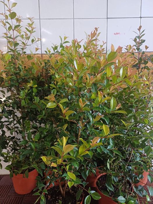 Eugenias myrtifolias