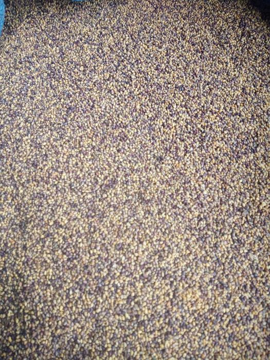 Życica wielkokwiatowa trawa, koniczyna czerwona