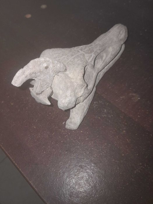 Fóssil de animal prestórico