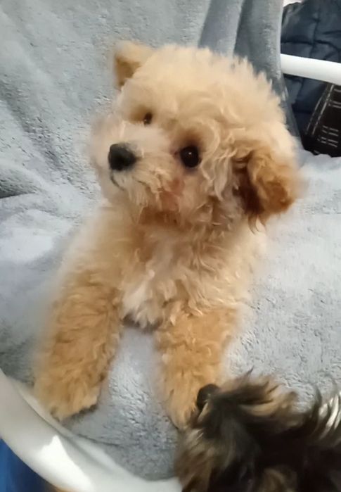 Хлопчик,міні- МальтіпуF1