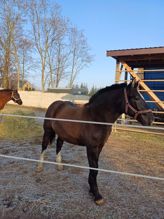 Źróbek zimnokrwisty