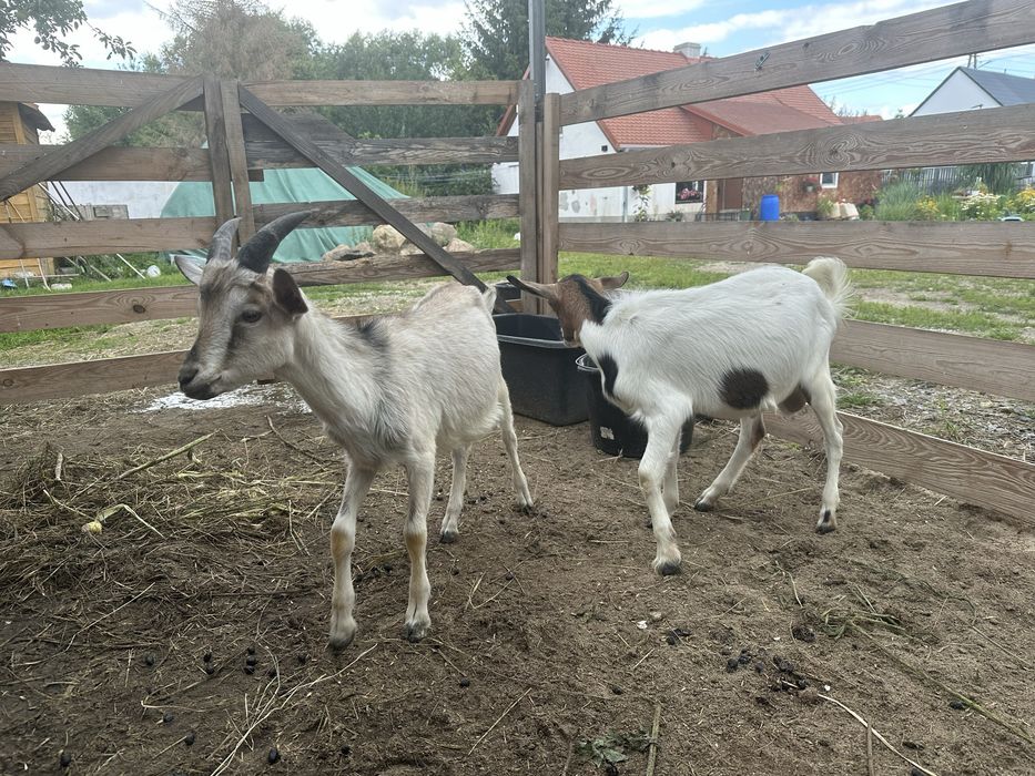 Koziołki po mlecznych matkach