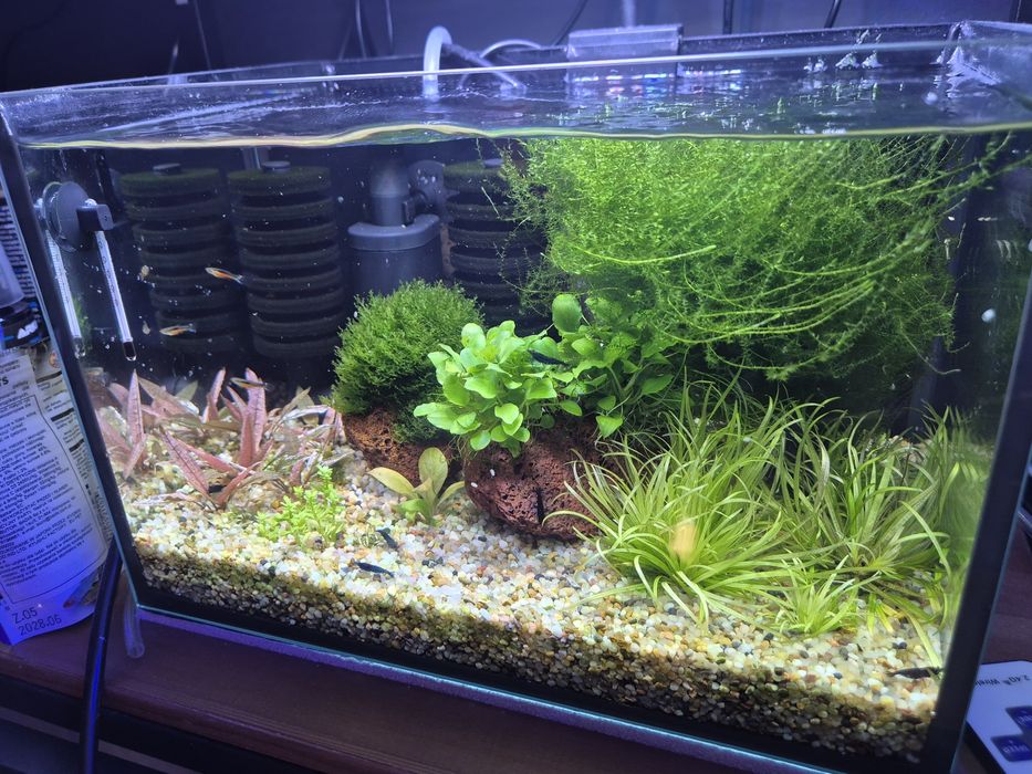 Krewetkarium 30x20x20cm z życiem i osprzętem małe akwarium