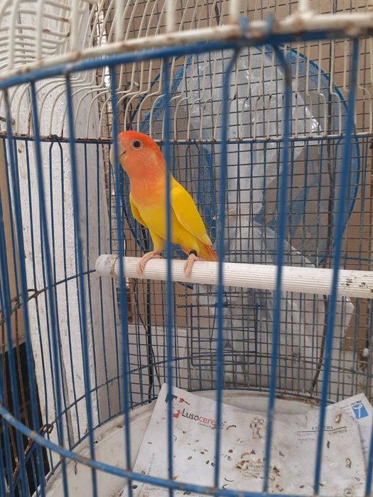 Agapornii Macho (Com Certif. Sexagem)m)m