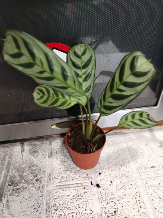 Різнокольорові  Красуні маранти, каллатеі