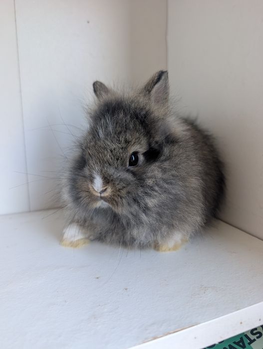 Karzełek niderlandzki, królik miniaturka