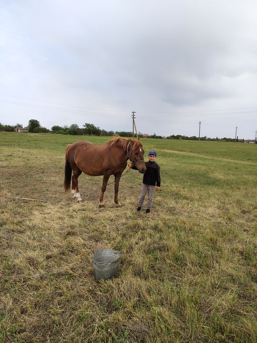 Продам кобылку Орловская рысачка 7лет