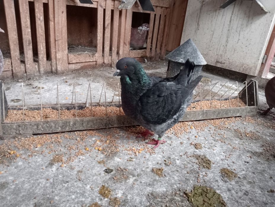 Sprzedam Gołębie Kingi! Zamienię na Mondainy!