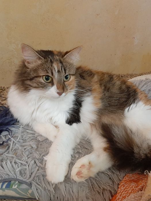 Суми, Кошечка шукає сім'ю.