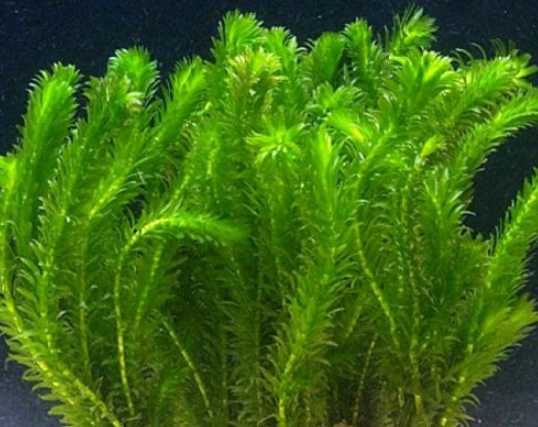 Рыбки ГУППИ ,  Растения