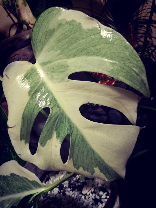 Monstera LAVA GHOST Variegata UNIKAT philodendron filodendron