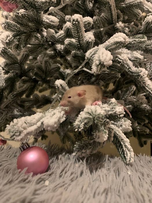 Сіамські дамбіки