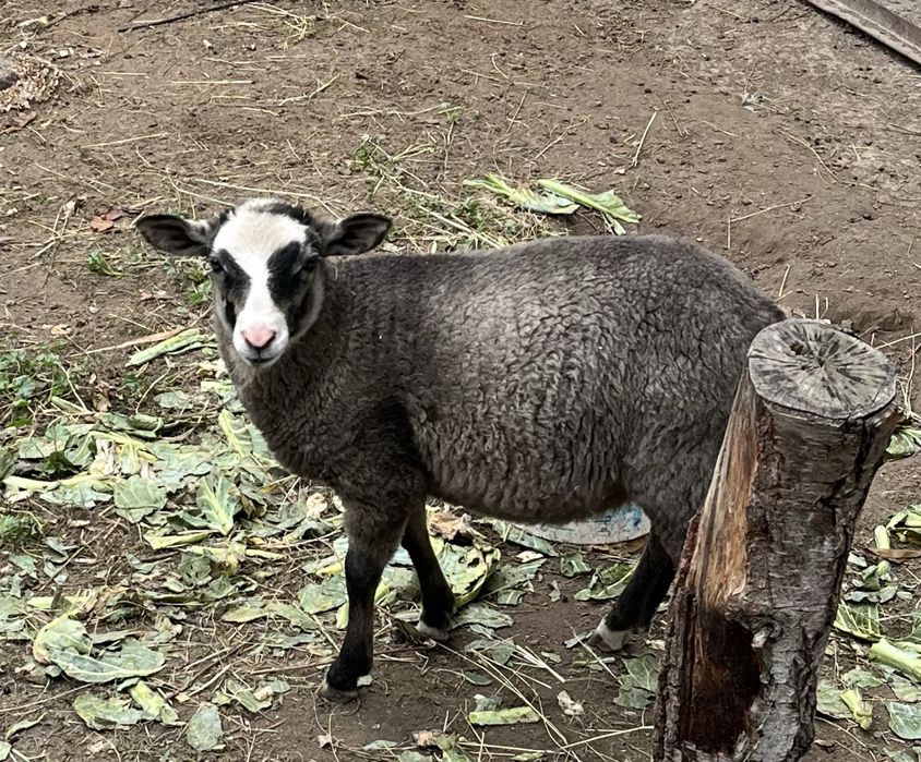 Продається ягнятко романівської породи