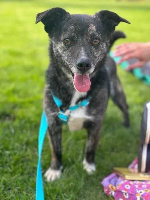 Mały kochany 2 letni psiak szuka domu adoptuj